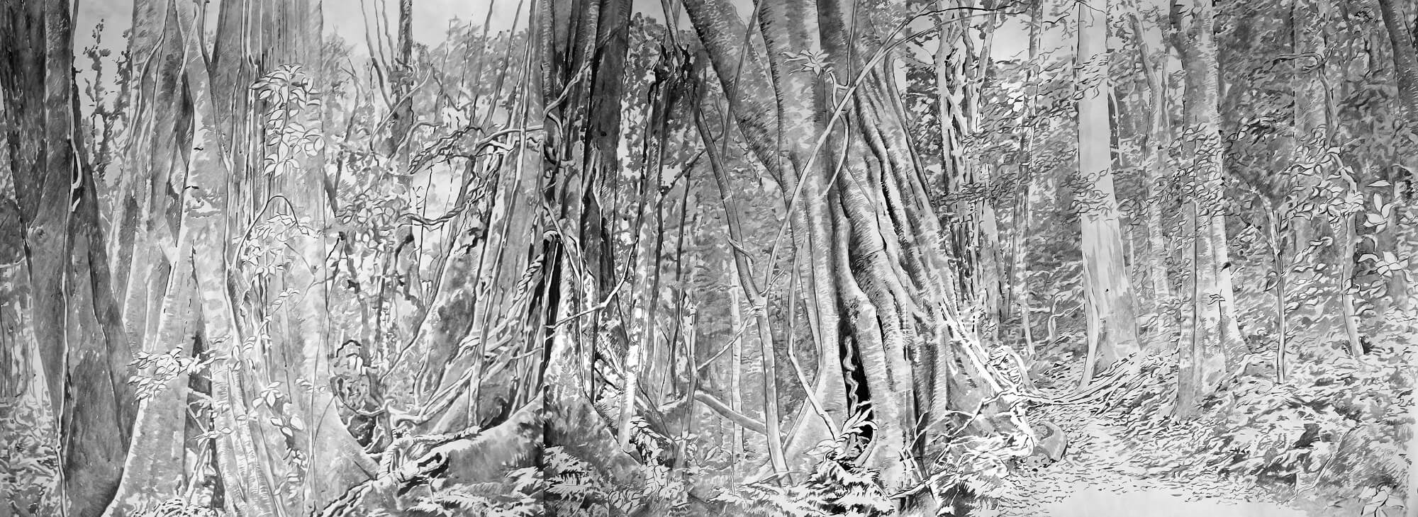 Allan Bruce, Rainforest Mt Mitchell, 2009, Drawing