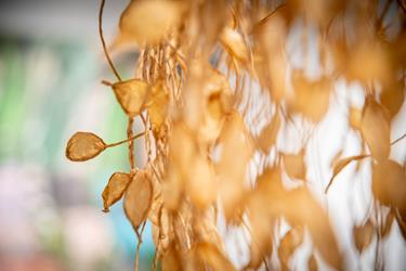 Park Perspectives: A vision of Laurel Bank Park exhibit 2.