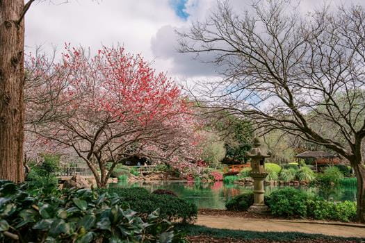 Blooming pink trees, a pond, a stone lantern, and a wooden bridge under a partly cloudy sky.