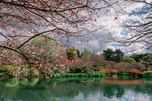 Branch with pink blossoms overhangs a calm pond, with a wooden arched bridge and lush green trees in the background under a partly cloudy sky.