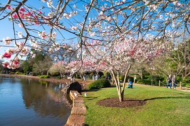 Cherry blossom trees in bloom by a pond, with people walking and sitting on the grass under a clear blue sky at UniSQ's Japanese Garden.