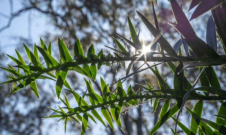 Close-up of spiky green plant leaves with sunlight shining through, set against a blurred background of trees and sky.