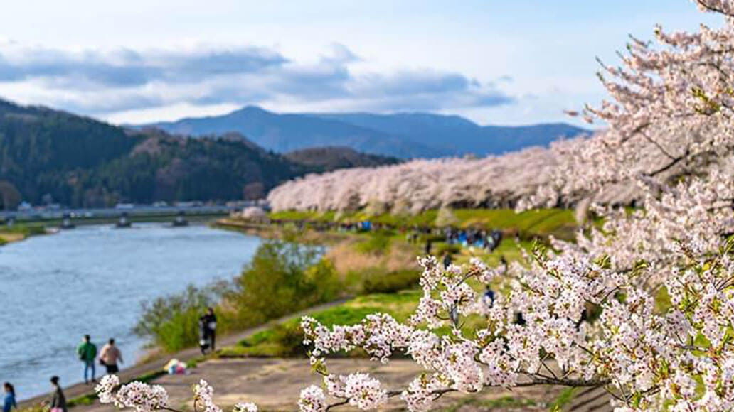 Cherry blossoms in full bloom line a riverbank with distant mountains, people walking along the path, and a partly cloudy sky overhead.