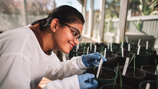 A person wearing glasses and gloves examines a plant in a pot inside a greenhouse, with labeled plant pots lined up on a table.