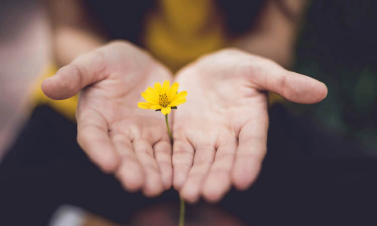 Hands gently holding a small yellow flower.