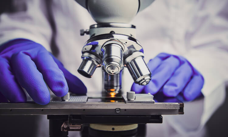 A person wearing purple gloves adjusts a slide under a microscope, preparing for scientific observation in a laboratory setting.