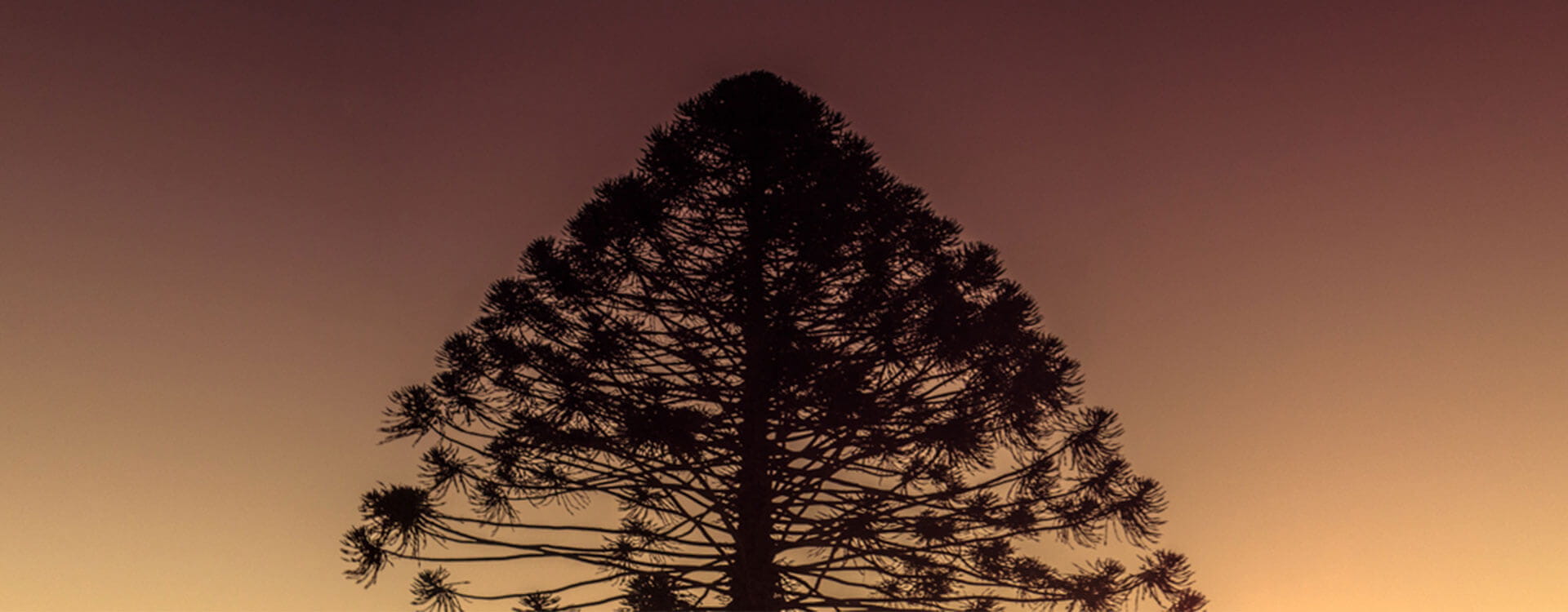 Silhouette of a tall, coniferous tree against a gradient sky at sunset, showing branches and sparse needles.