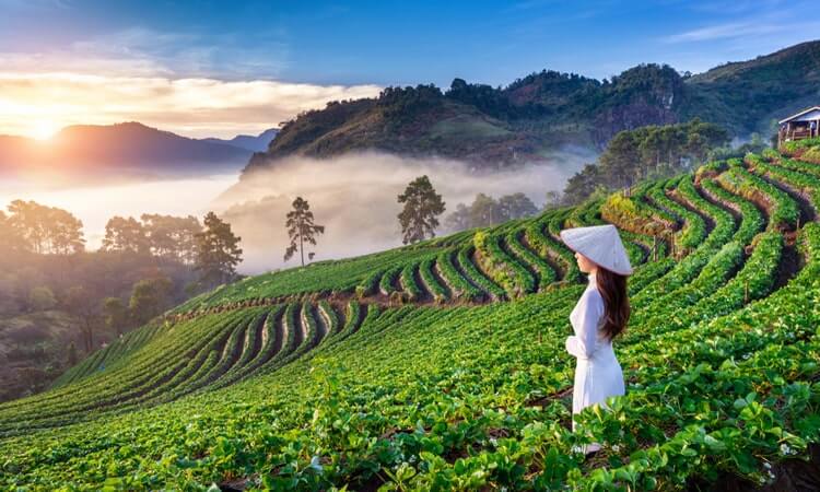 A woman in traditional attire looking out over terraced fields under a sunrise.