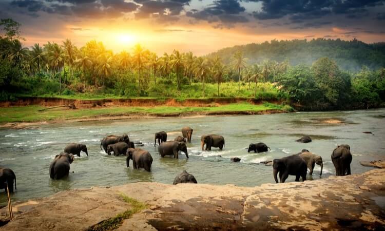 Herd of elephants bathing in a river at sunset with a tropical forest backdrop.