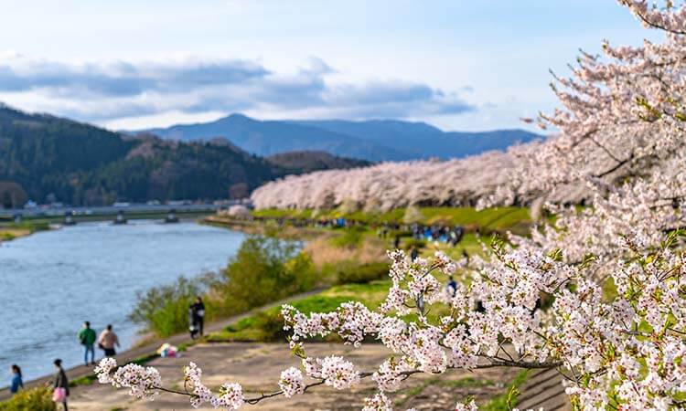 Cherry blossoms in full bloom along a riverside with people enjoying the scenic view.