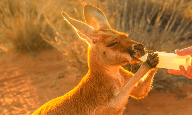 Study Tours baby kangaroo environmental focus