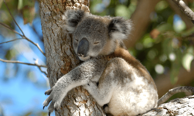 A koala resting on a tree branch with its eyes closed.