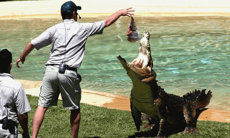 A crocodile trainer tossing food to a leaping crocodile during a live demonstration.