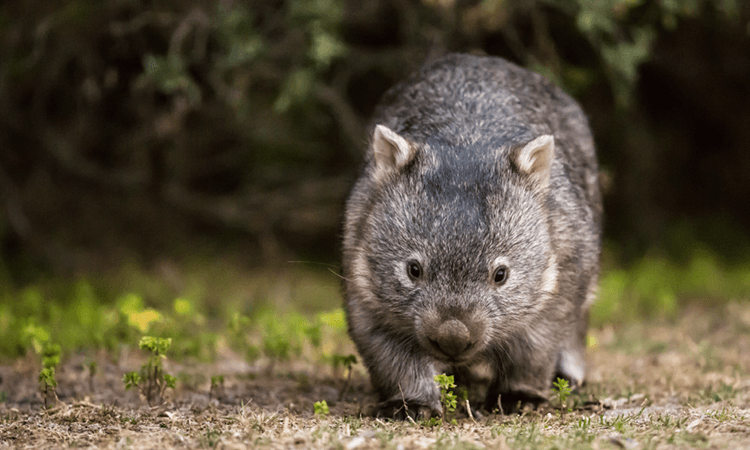 A common wombat foraging in its natural habitat.