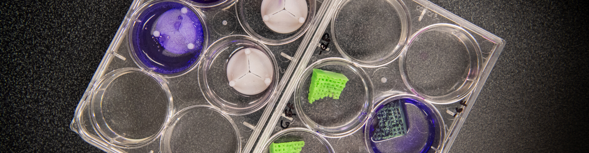 bioscaffolds used in the experiment