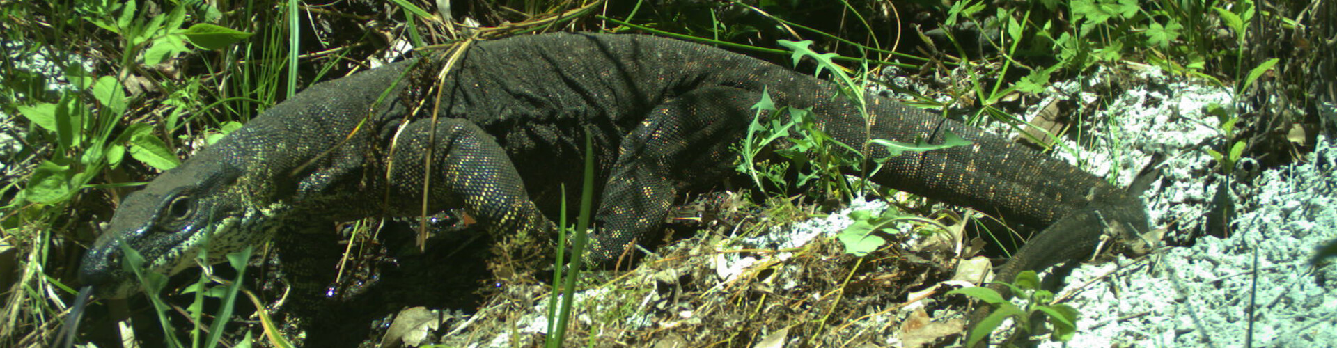 lizard in bush area