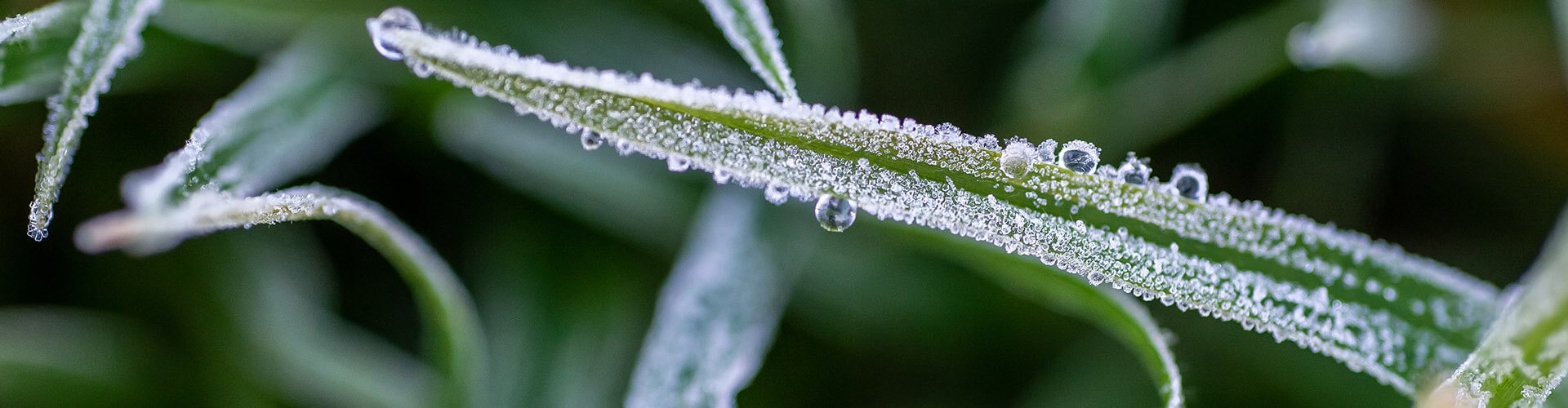 frost on a blade of grass