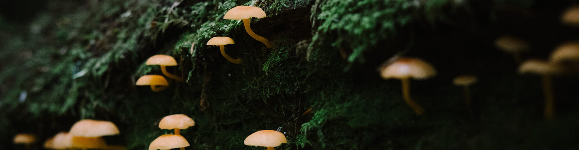 fungi in tree