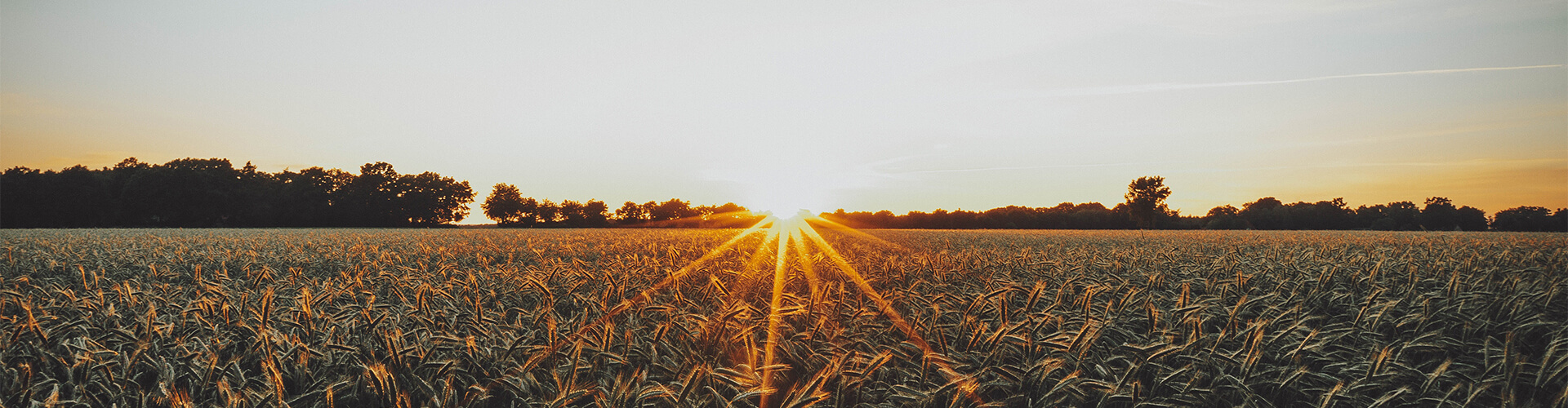 field