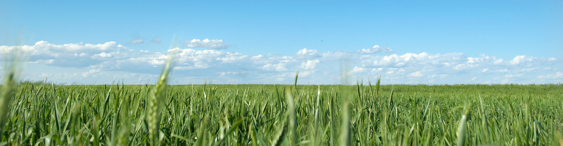 green fields 