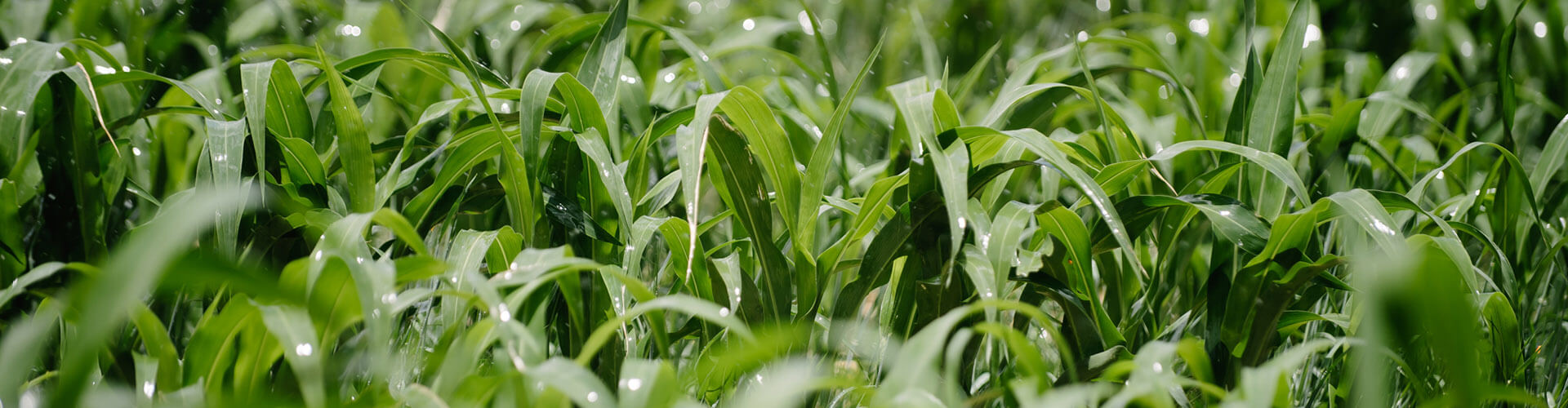 ag field 