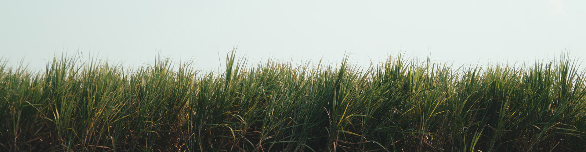 sugar cane 