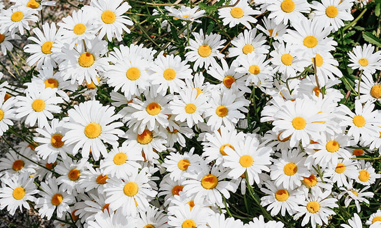 daisys