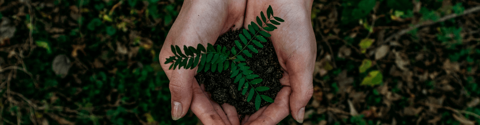 Hands holding dirt.