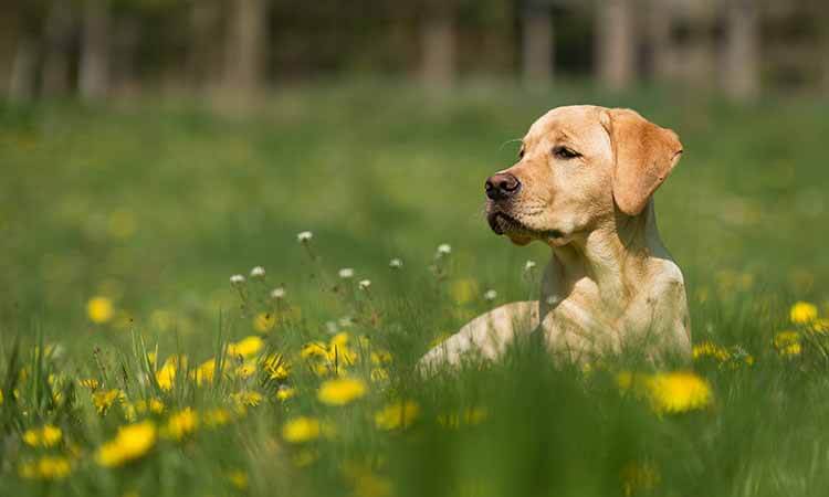 puppy in a field 