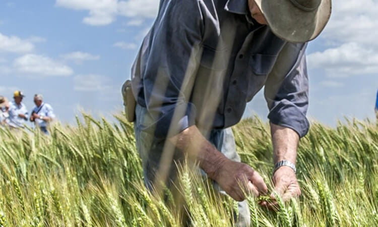 Man in field of crops