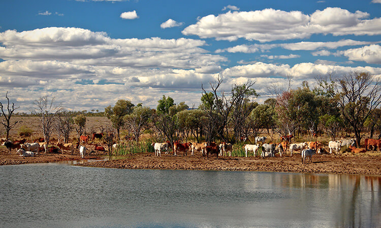 cattle out bush