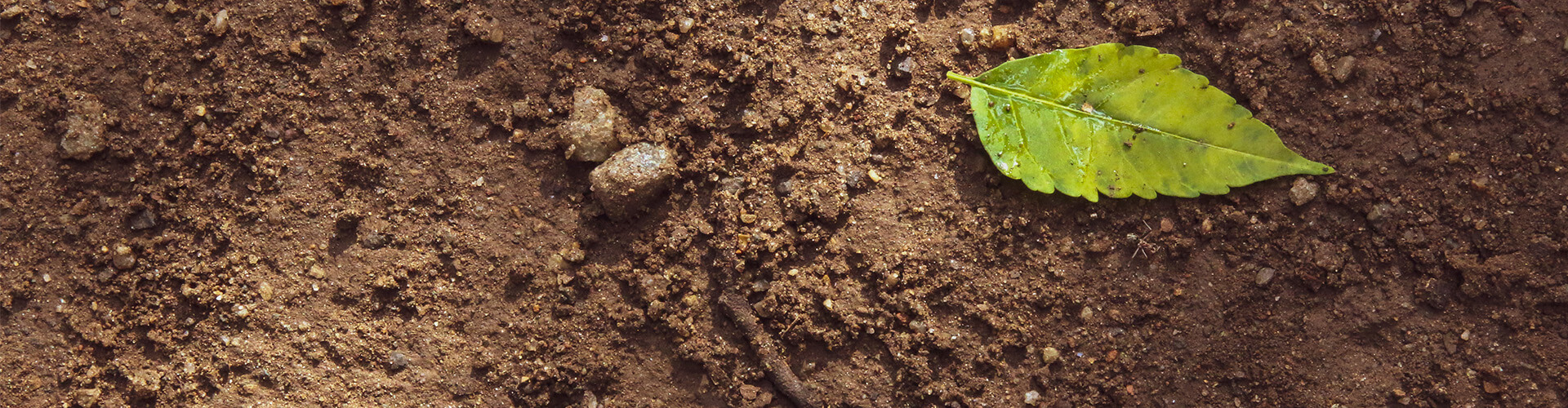 soil with green leaf