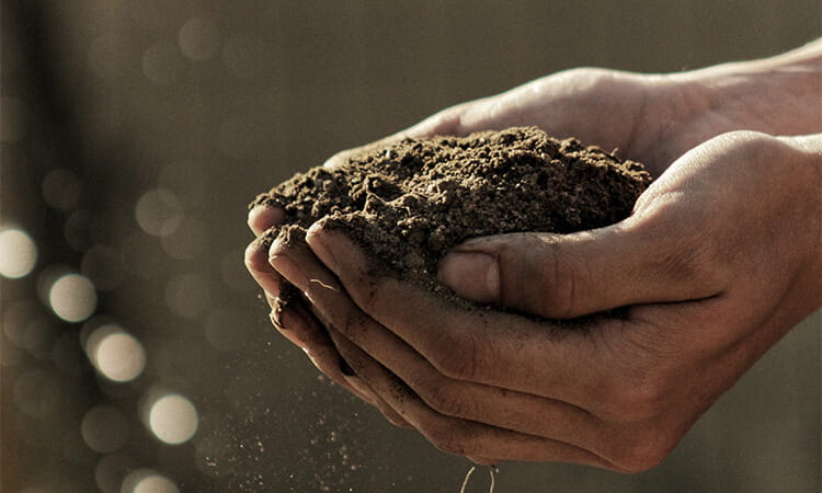 soil in hands