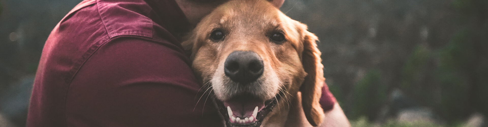 Therapy dog.