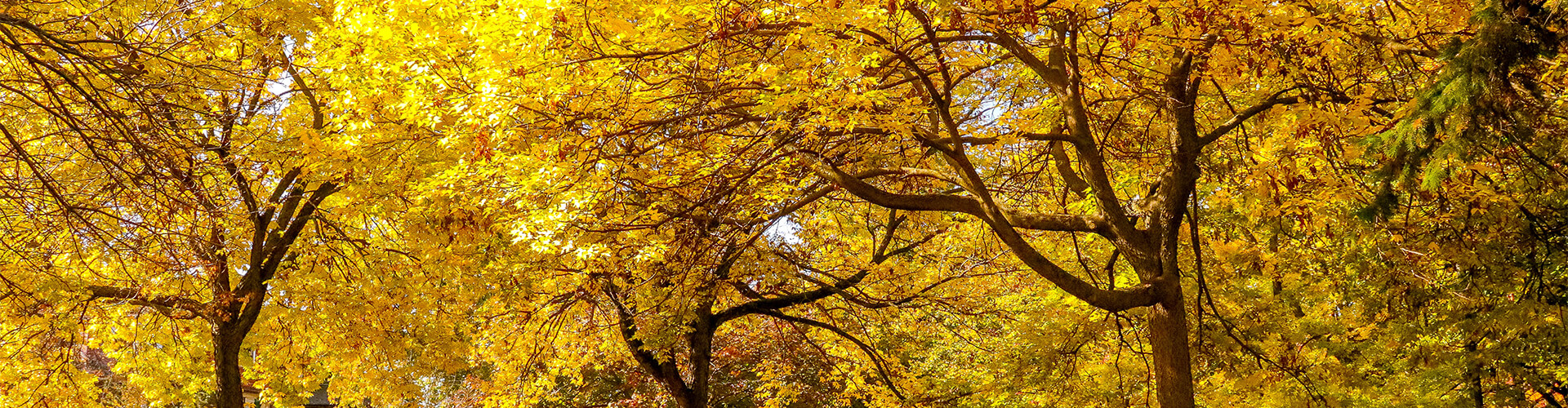 Yellow trees.