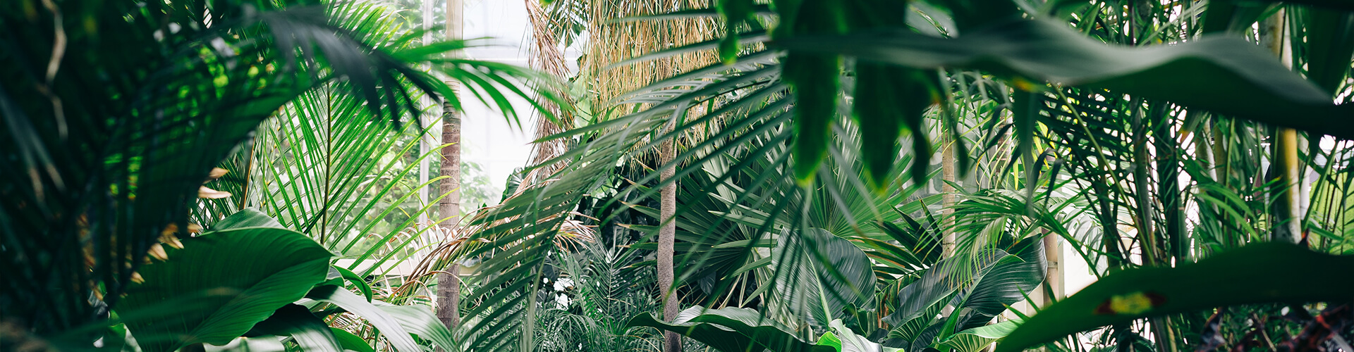 Plants.