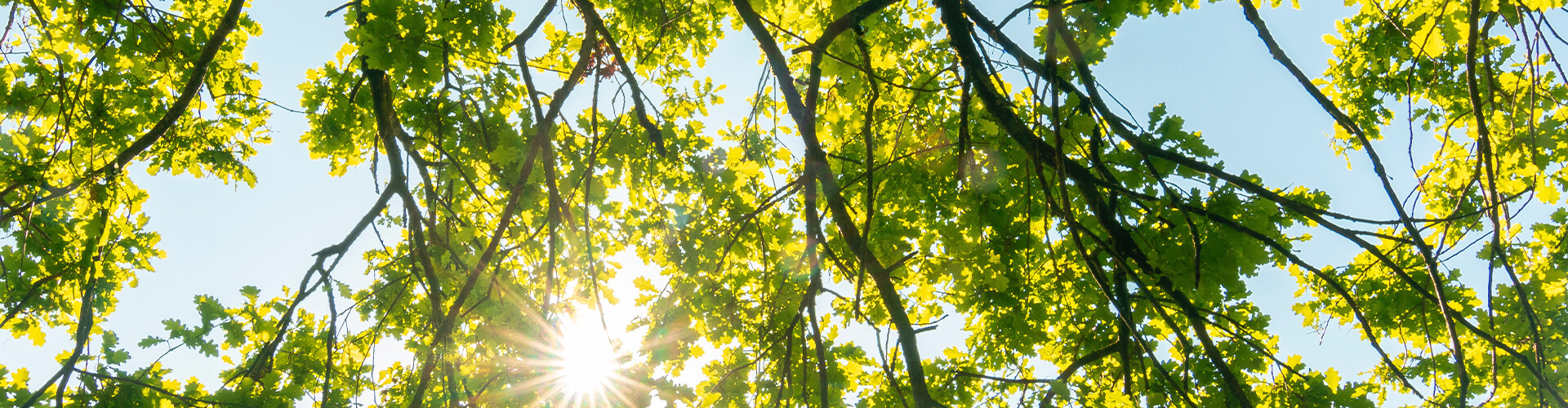 Trees and sun.