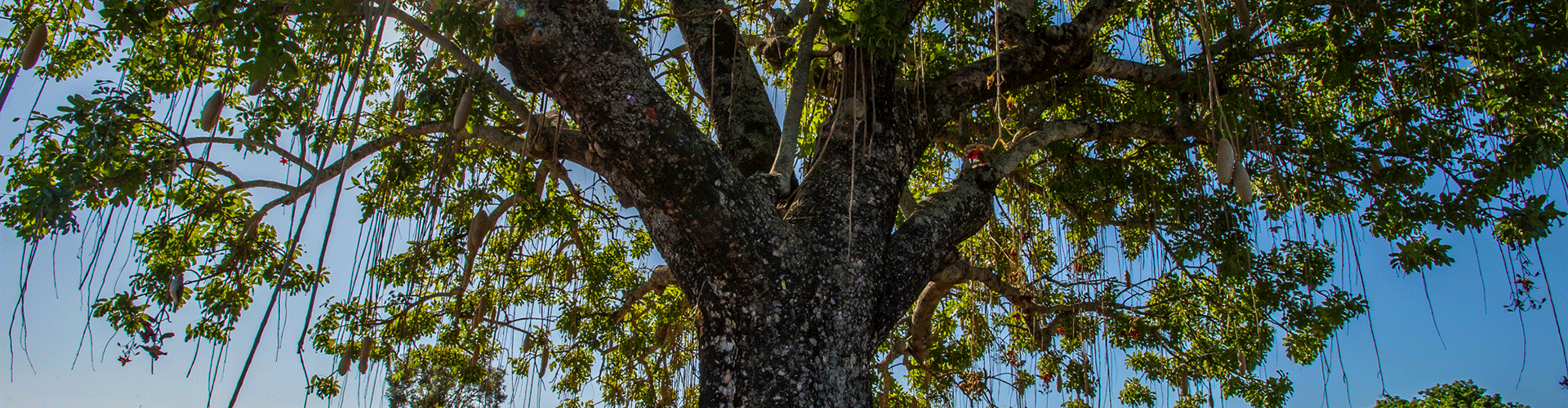 Tree.