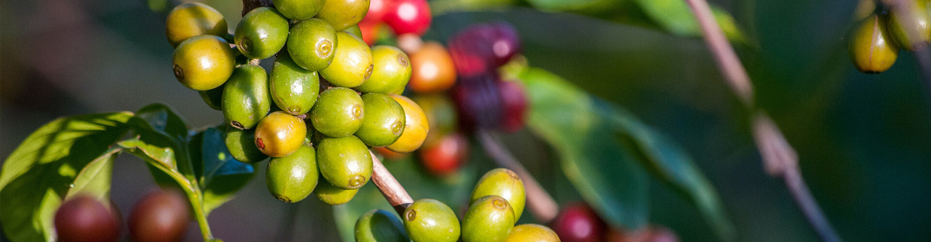 coffee beans