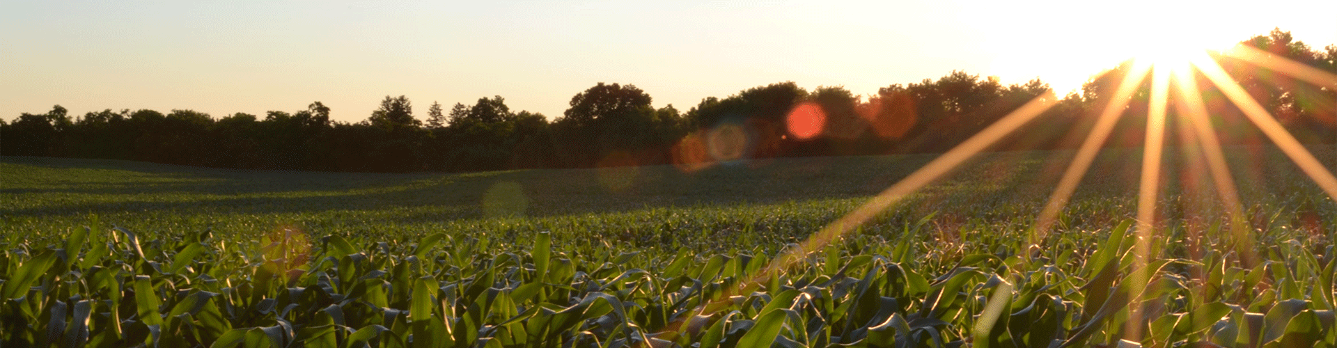 Crop.