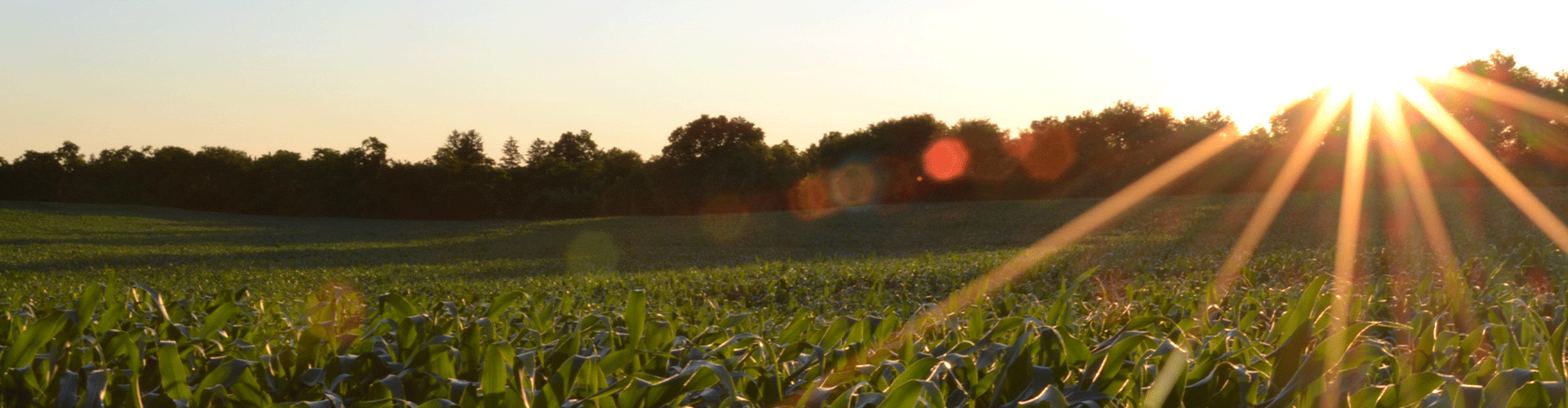 Crop.