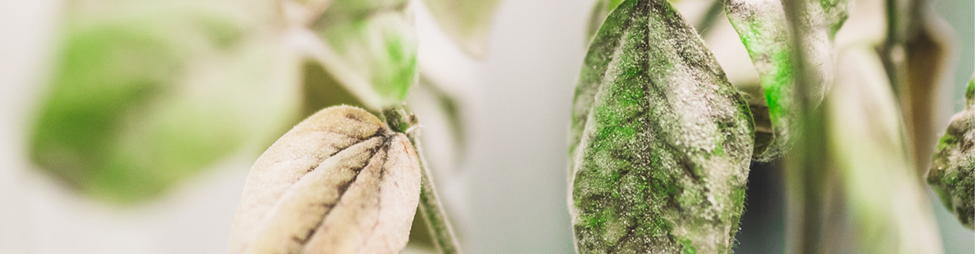 diseased plant up close