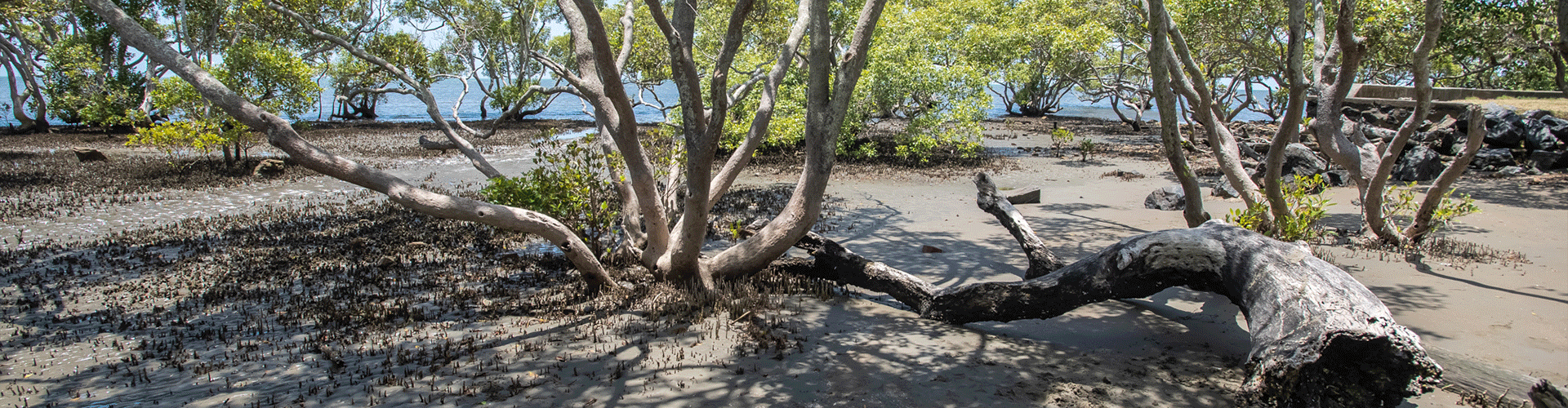 Mangroves.