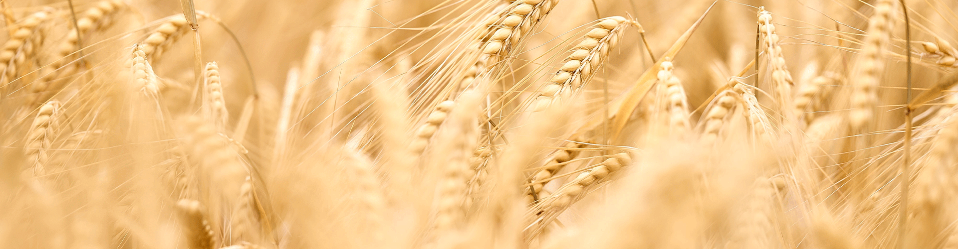 Barley.