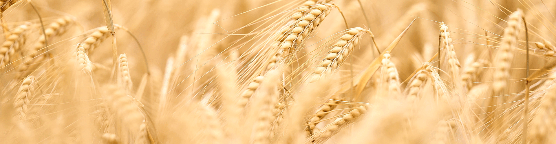 Barley.