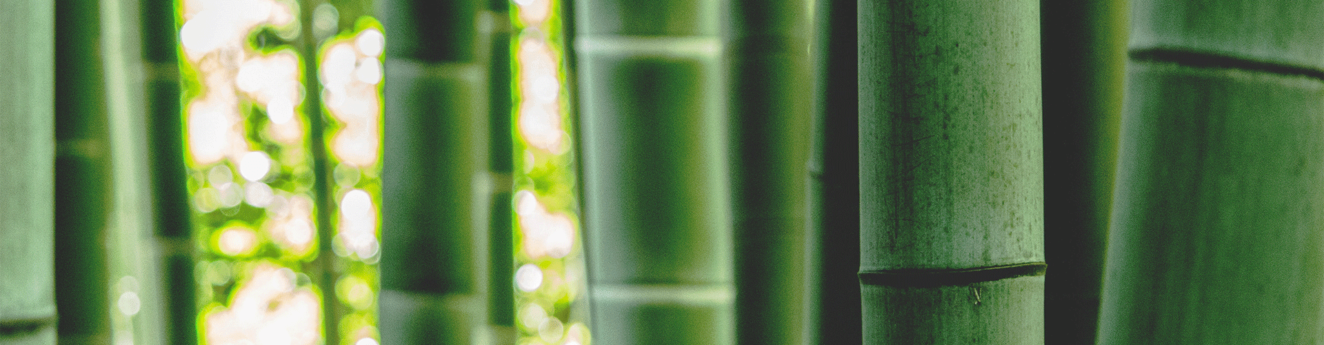 Bamboo.