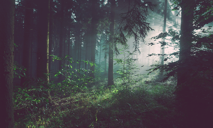 Forest.