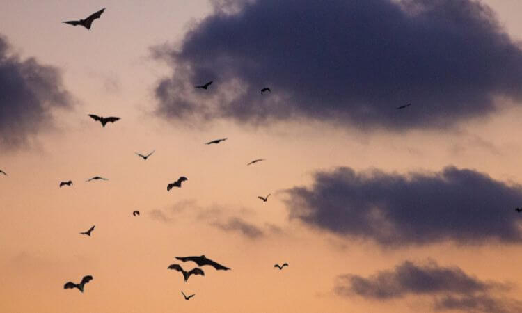 bats flying in the night sky 