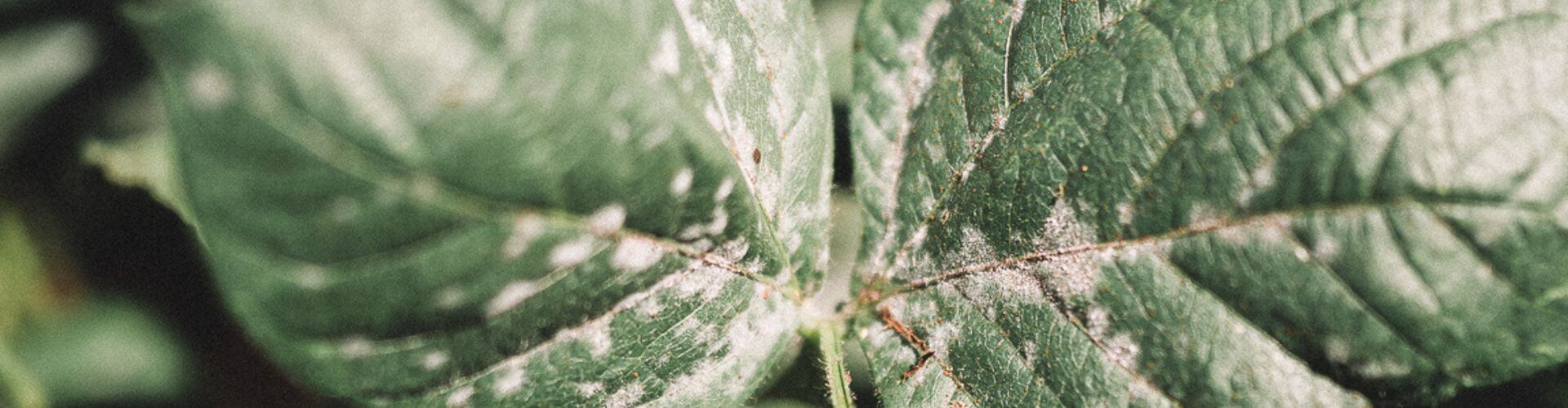 powdery mildew up close 