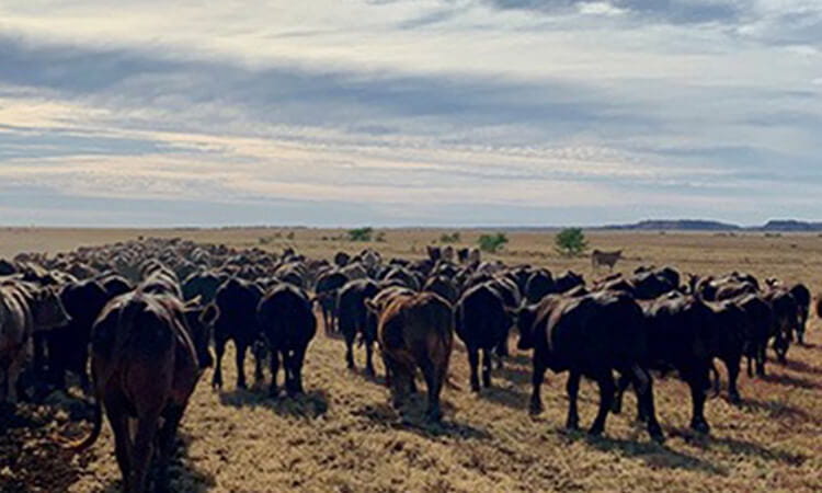 cattle in a field